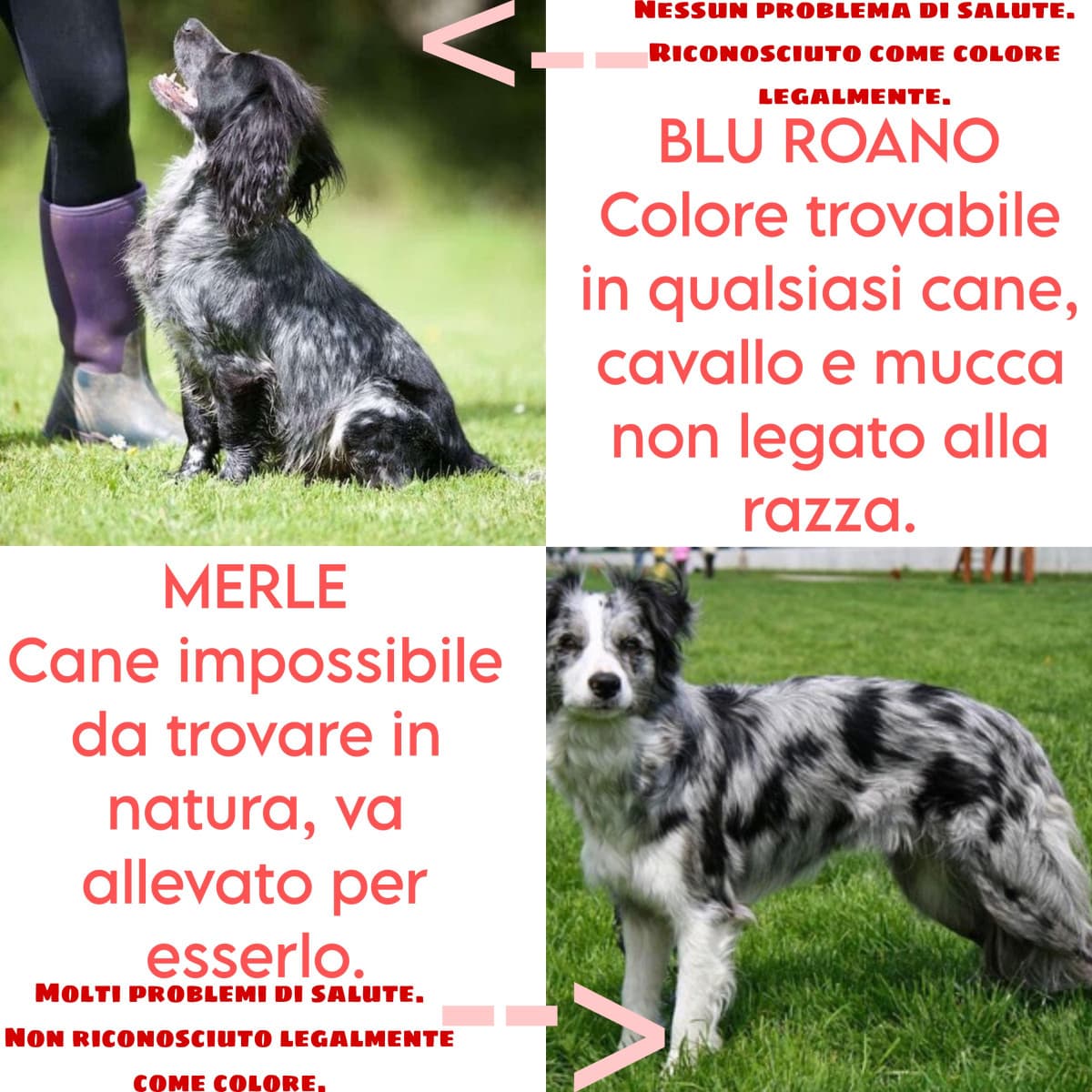 Io non capisco il merle... perché?!