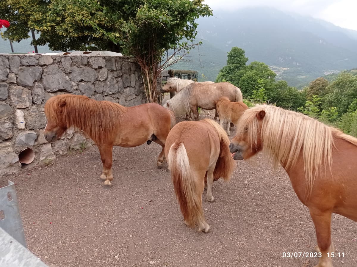 Pony(maggioranza sembrano Avelignesi e due Delta, anche un puledro ed un adolescente...due femmine e pony adolescente è femmina).