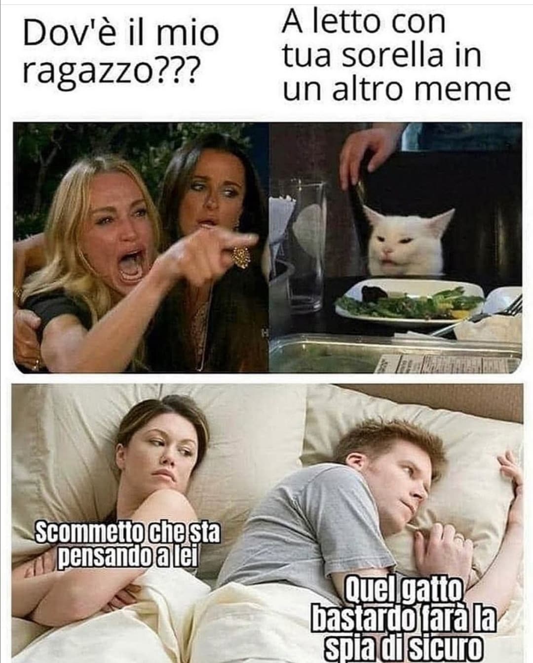 Mai fidarsi di un gatto ?