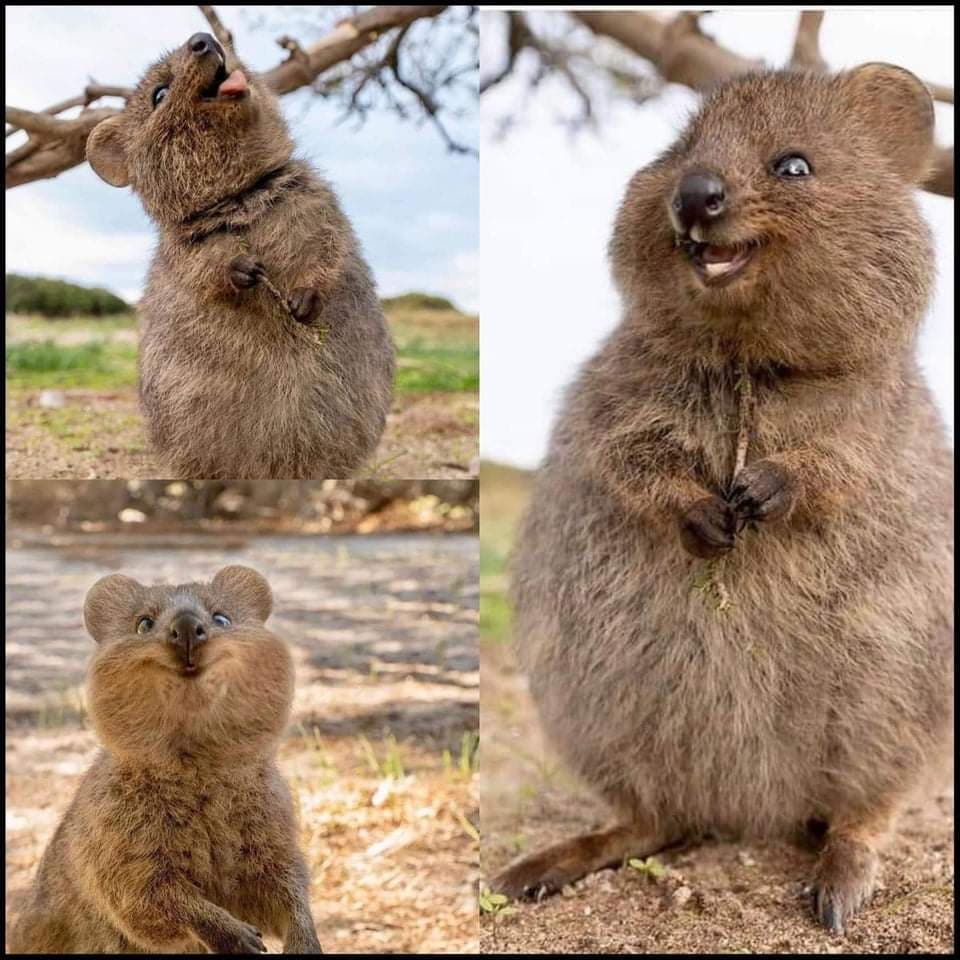 Ecco a voi un quokka, l'animale più felice che esista ❤️