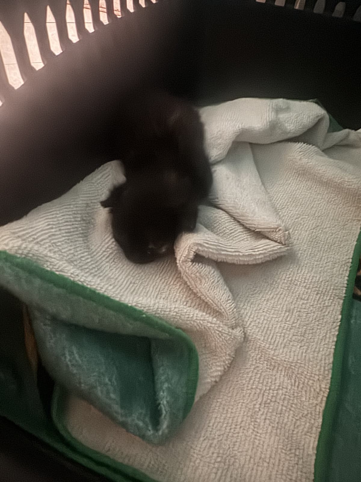 la gattina alla fine è salva raga
