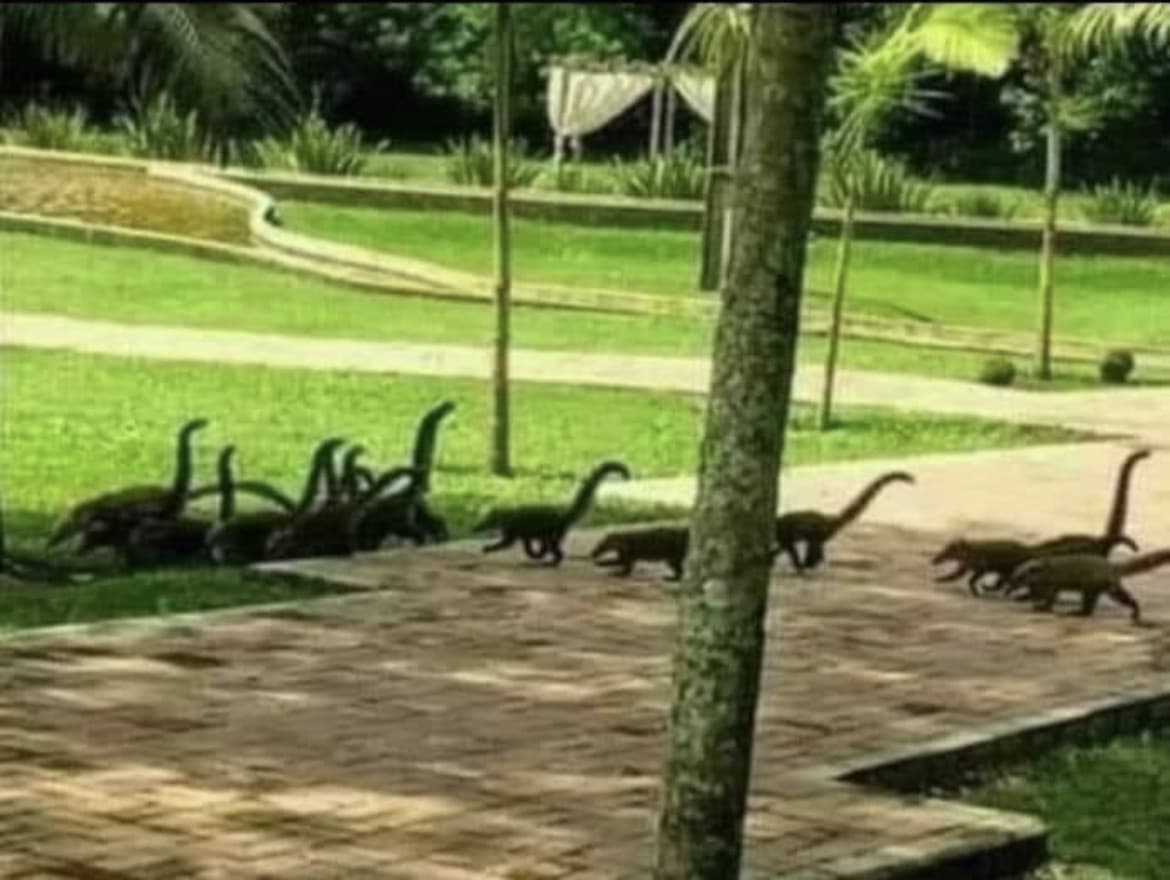 Cuccioli di dinosauro ne abbiamo? ??????????????