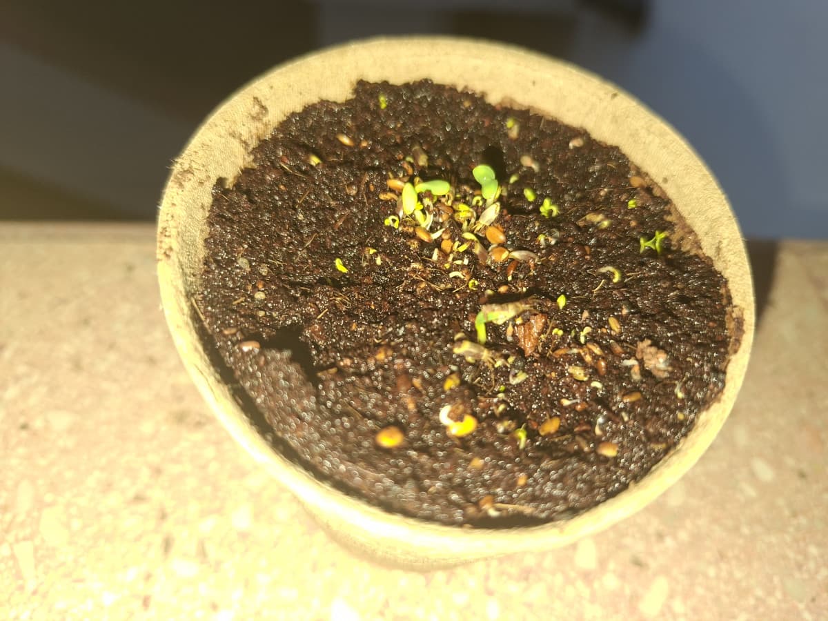 I MIEI SEMINI DI FIORI SONO NATI 
