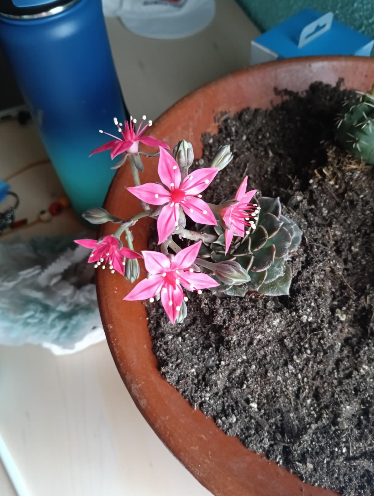 La mia piantina ha 5 fiori adesso 😍😍🥰