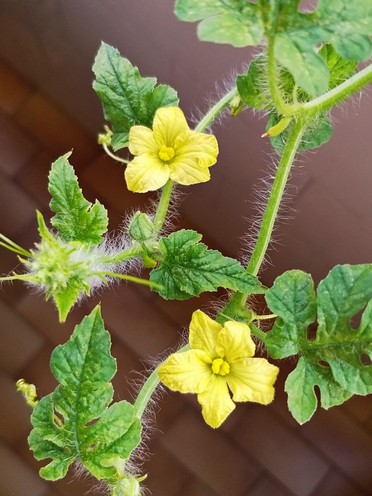 Fiori di cocomero nel mio balcone??