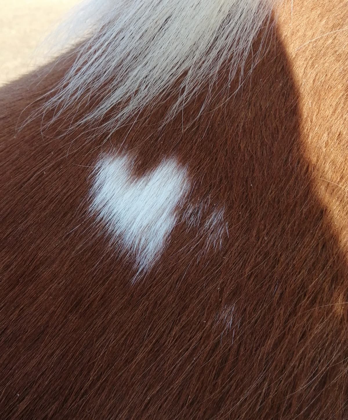 Guardate il cuoricino di pelo che ha la Cosmea... È la mia seconda cavalla preferita, deliziosamente stupenda 