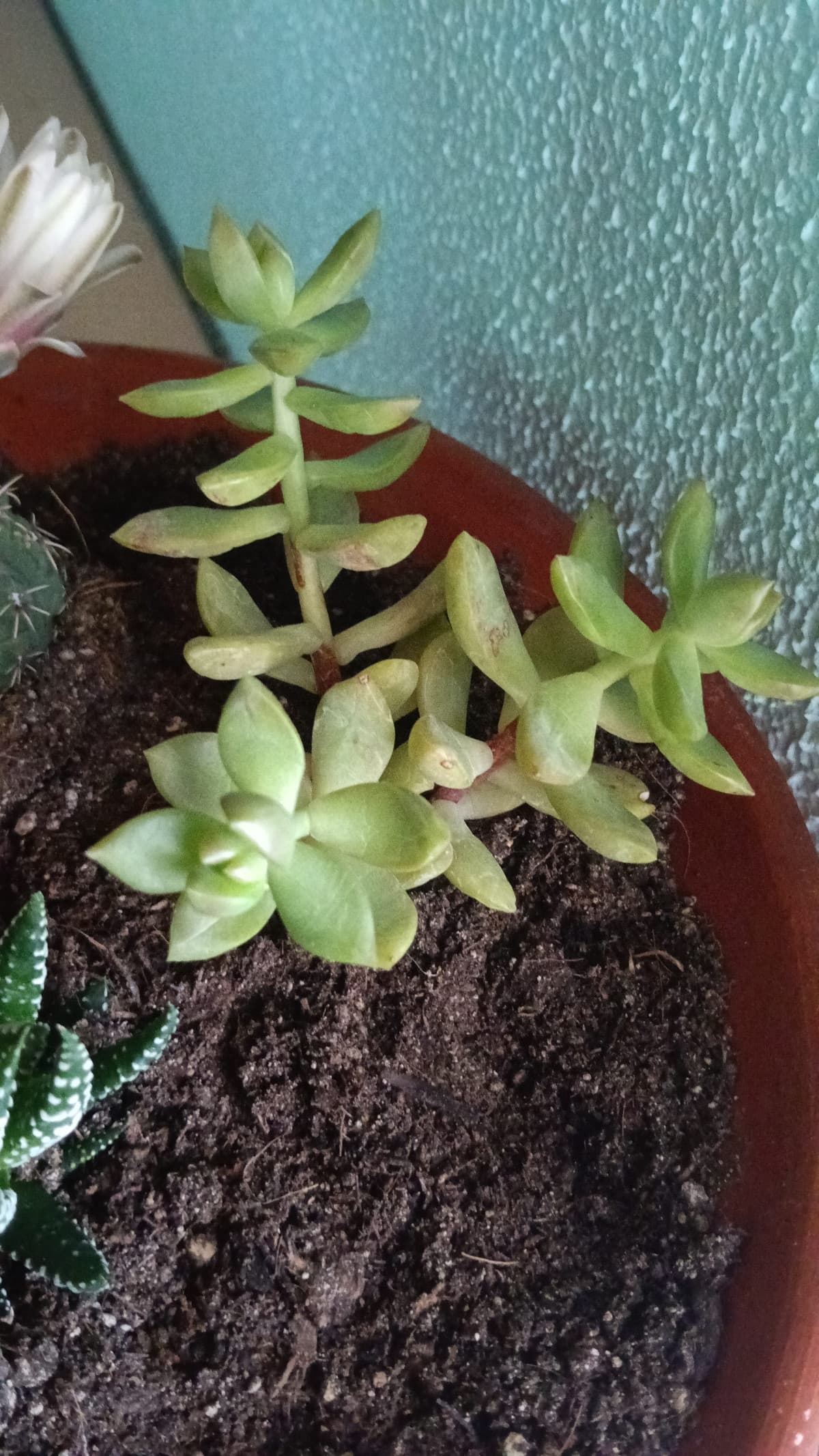 Vi presento le mie piantine grasse 🥰🥰