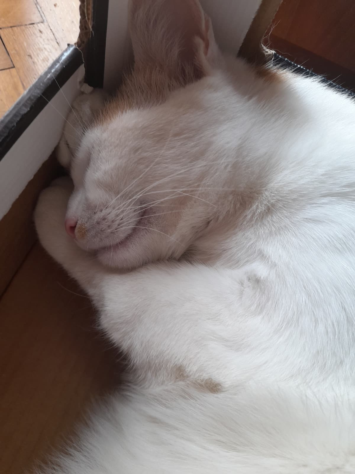 Il mio gatto che sorride mentre dorme ?