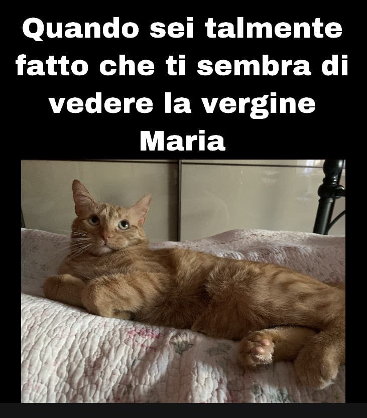 Il gatto che vide l’ascesa di Maria 