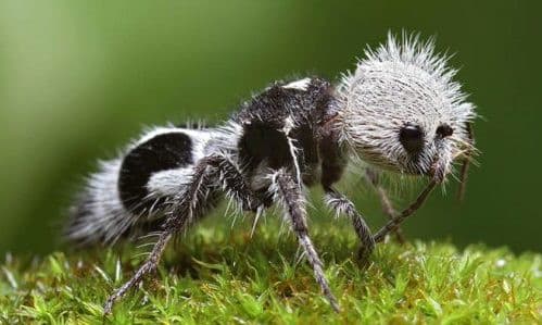 Formica panda 