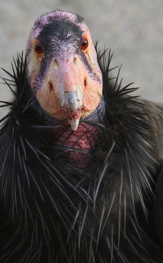 C'è uno che si vanta delle sue prestazioni senza "condor"