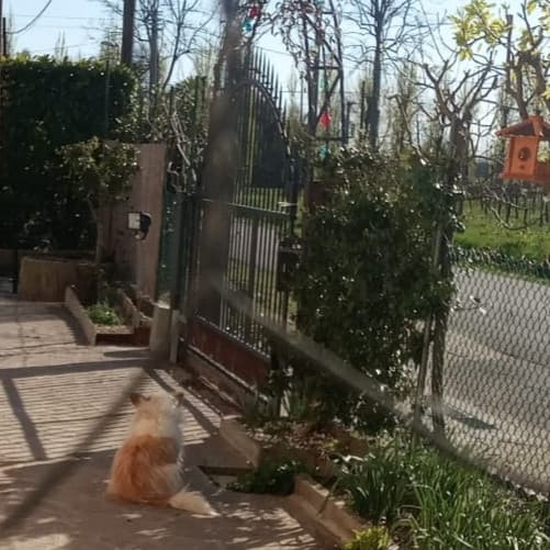 La vitalità del mio cane..ti dà pure le spalle,sia mai che ti venga l'idea di portarlo a fare una passeggiata 😂