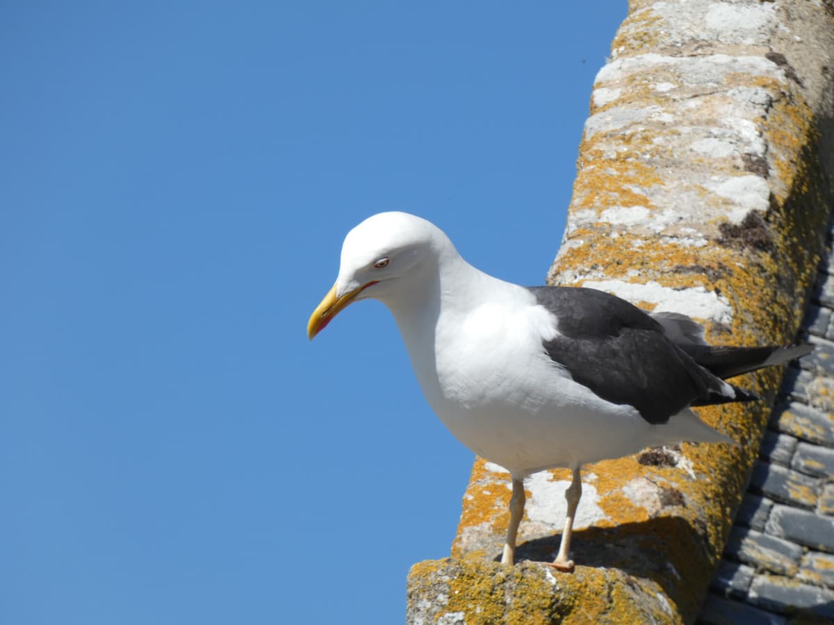 Scattata ieri pareri ( si ho fatto un servizio fotografico a una coppia di gabbiani, ora vi inculate tutte le foto)