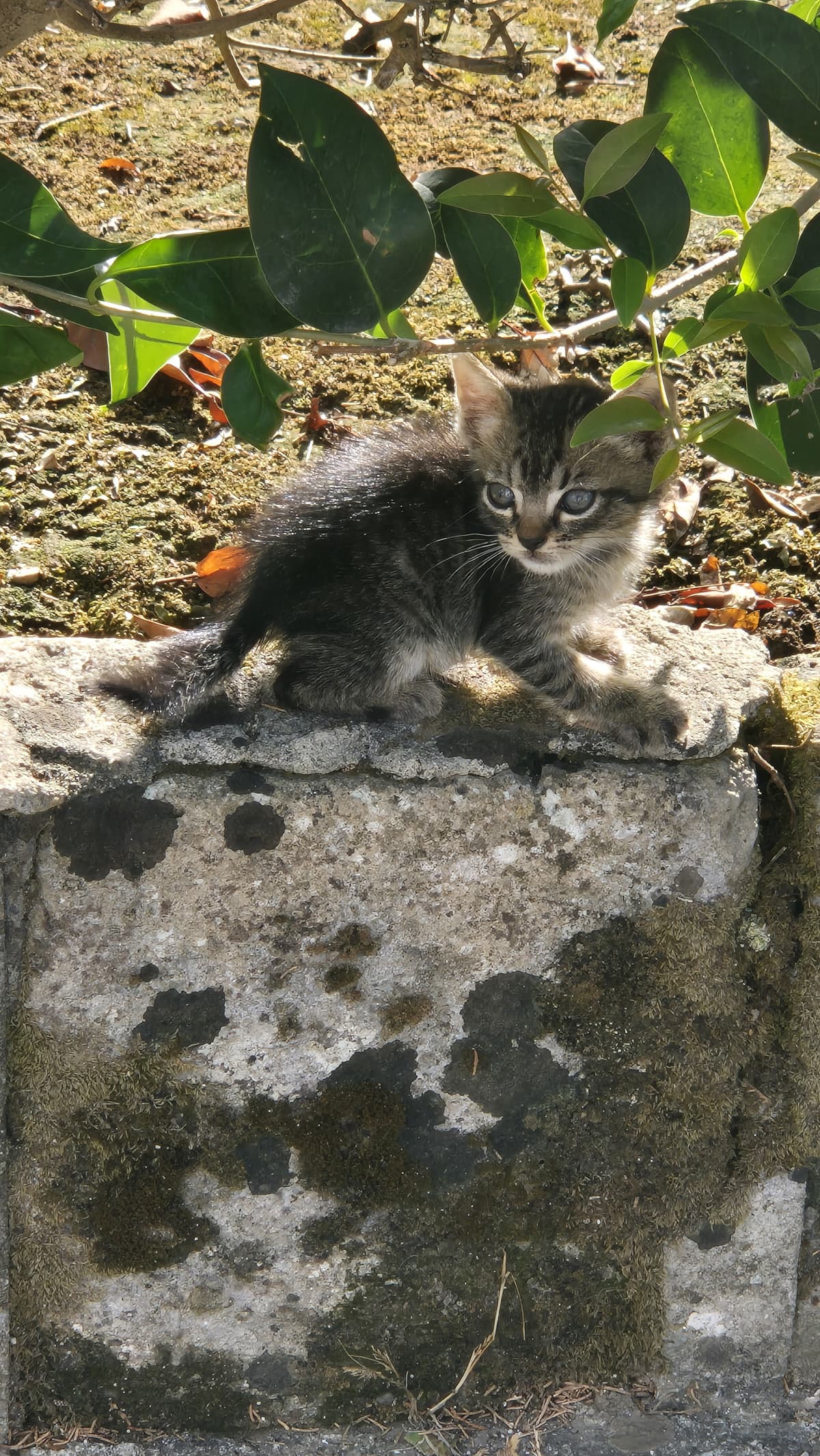 Buonasera, volevo condividere con voi questo stupendo micino che ho incontrato al cimitero oggi✨️