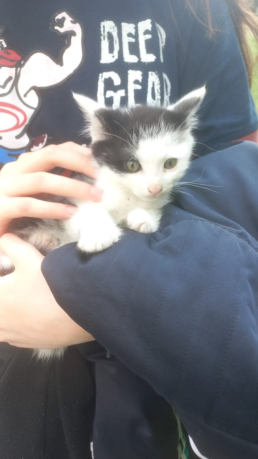 Ho trovato un gattino per strada 