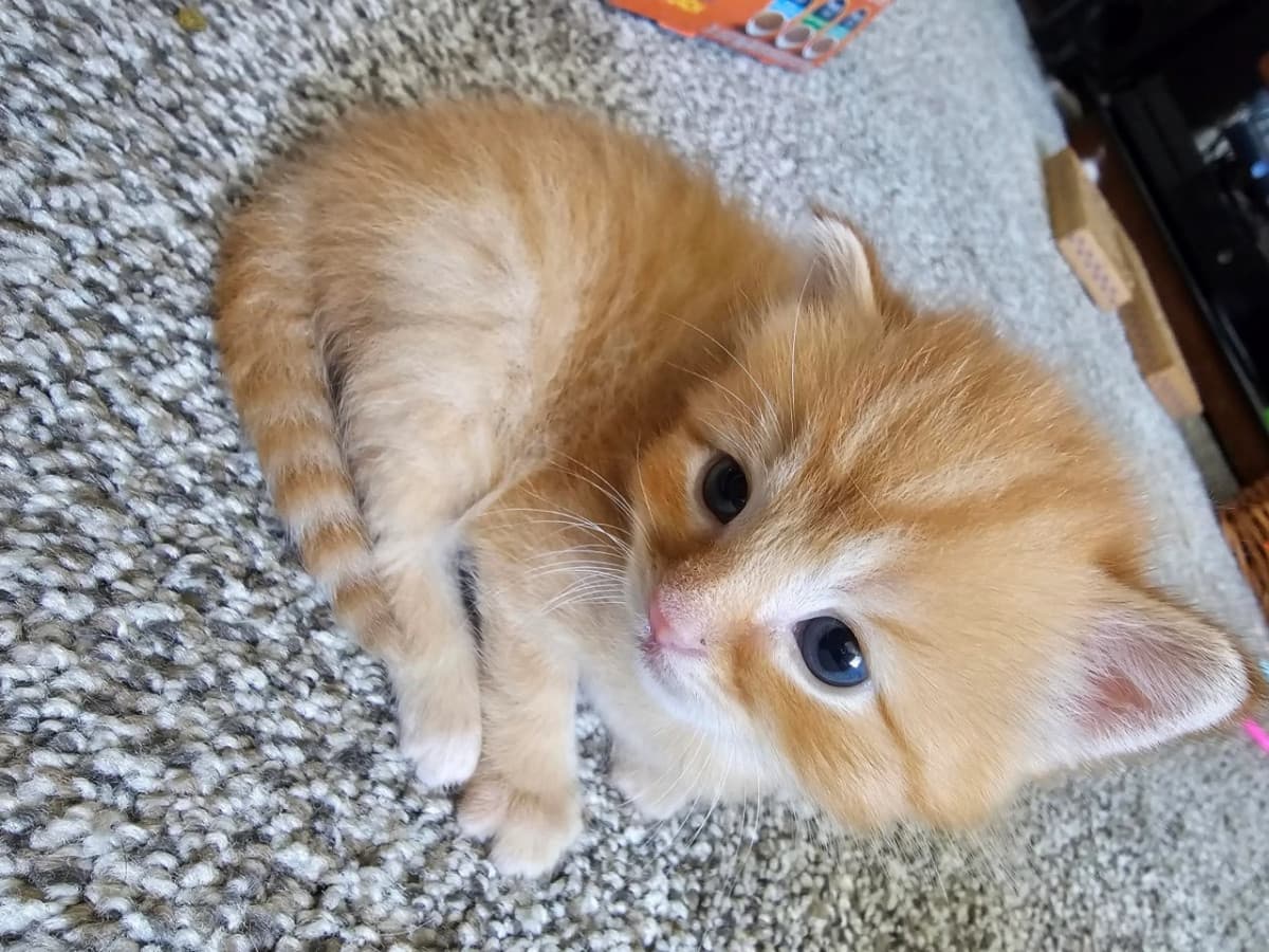 Simba la bimba