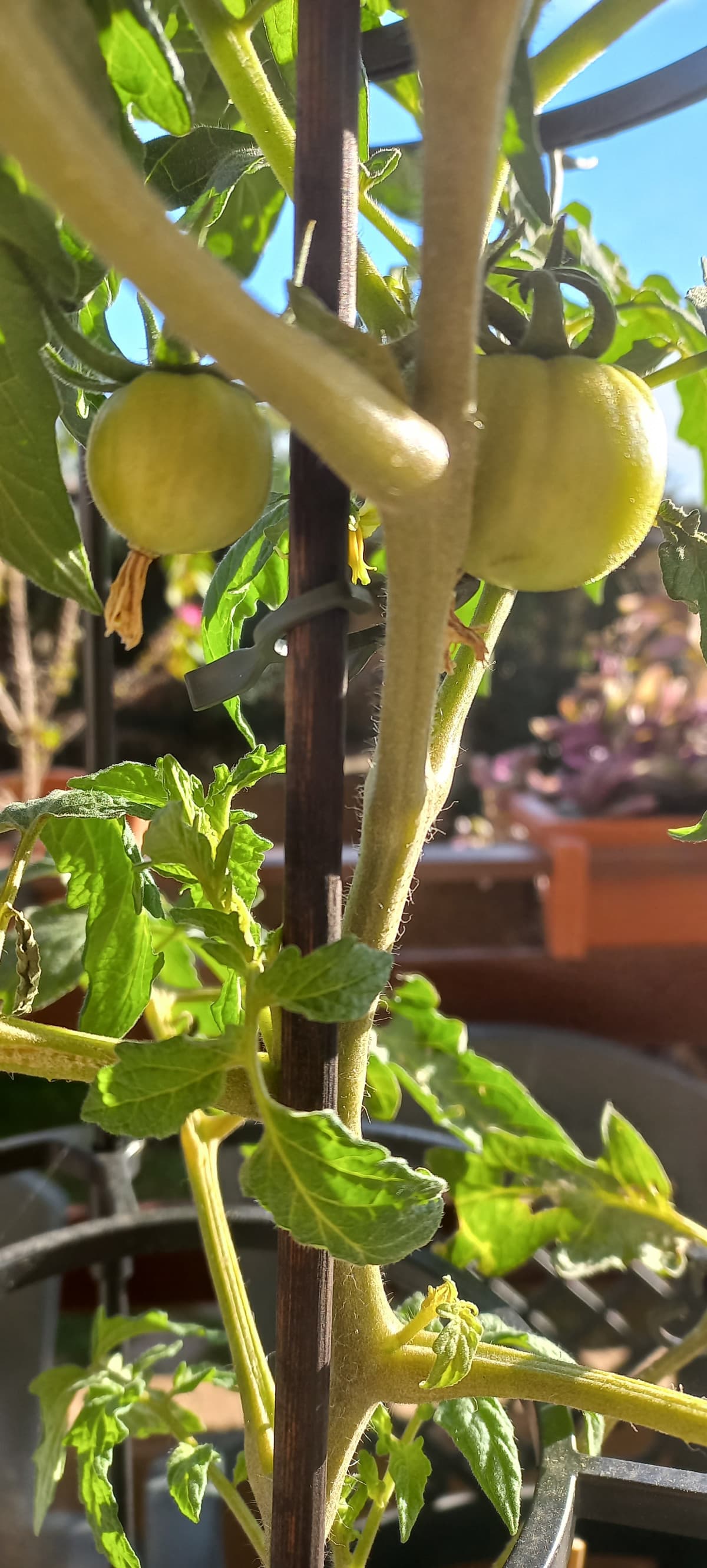 Beccatevi questi pomodori 