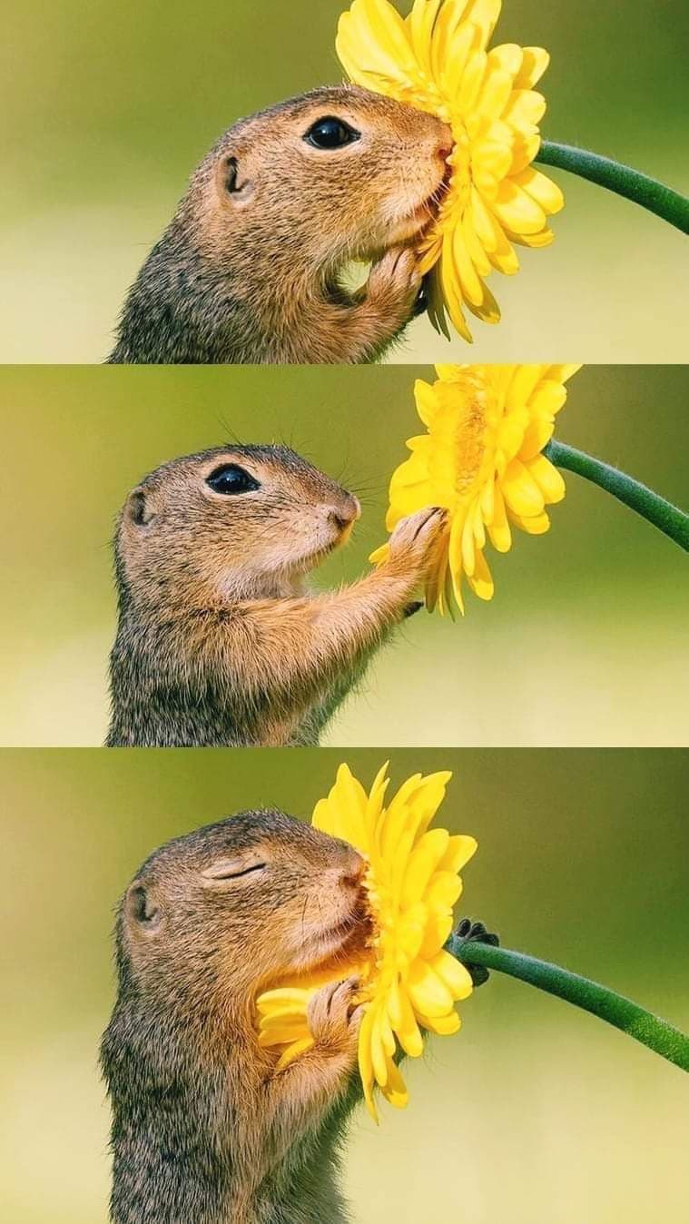 Uno scoiattolo (anche se a me sembra qualcos'altro) che si ferma ad annusare un fiore