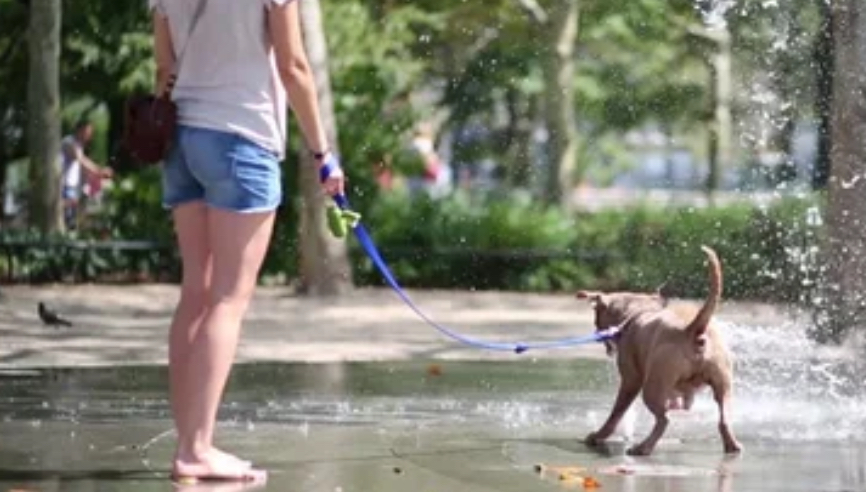 Scalza con il cane