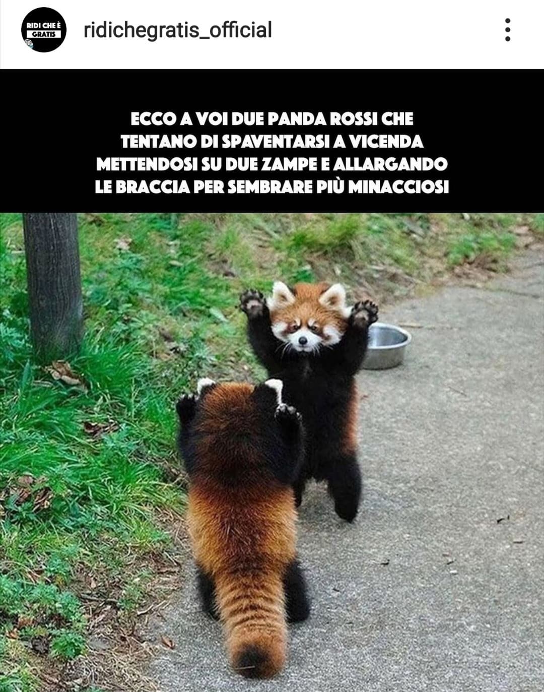 Panda rossi 