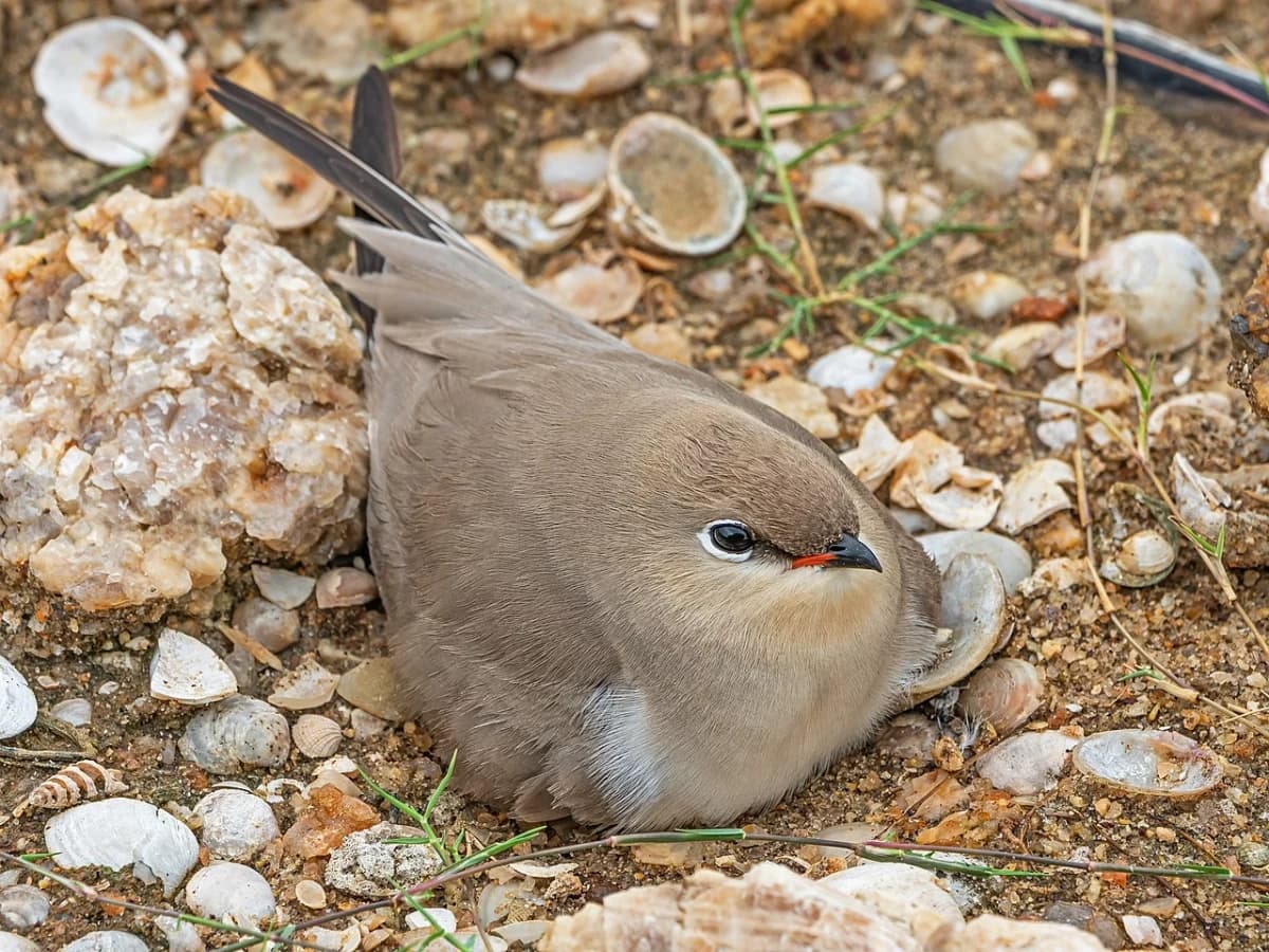 Prendendo l'autostrada è impressionante il numero di animali morti, soprattutto gatti. Non so se dare la colpa a chi guida o agli animali troppo rincoglioniti 