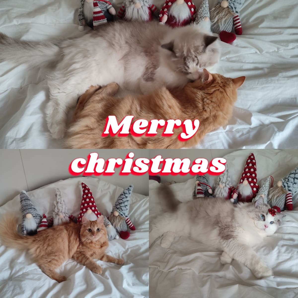 Buon natale a tutti da me e dai miei gatti <3