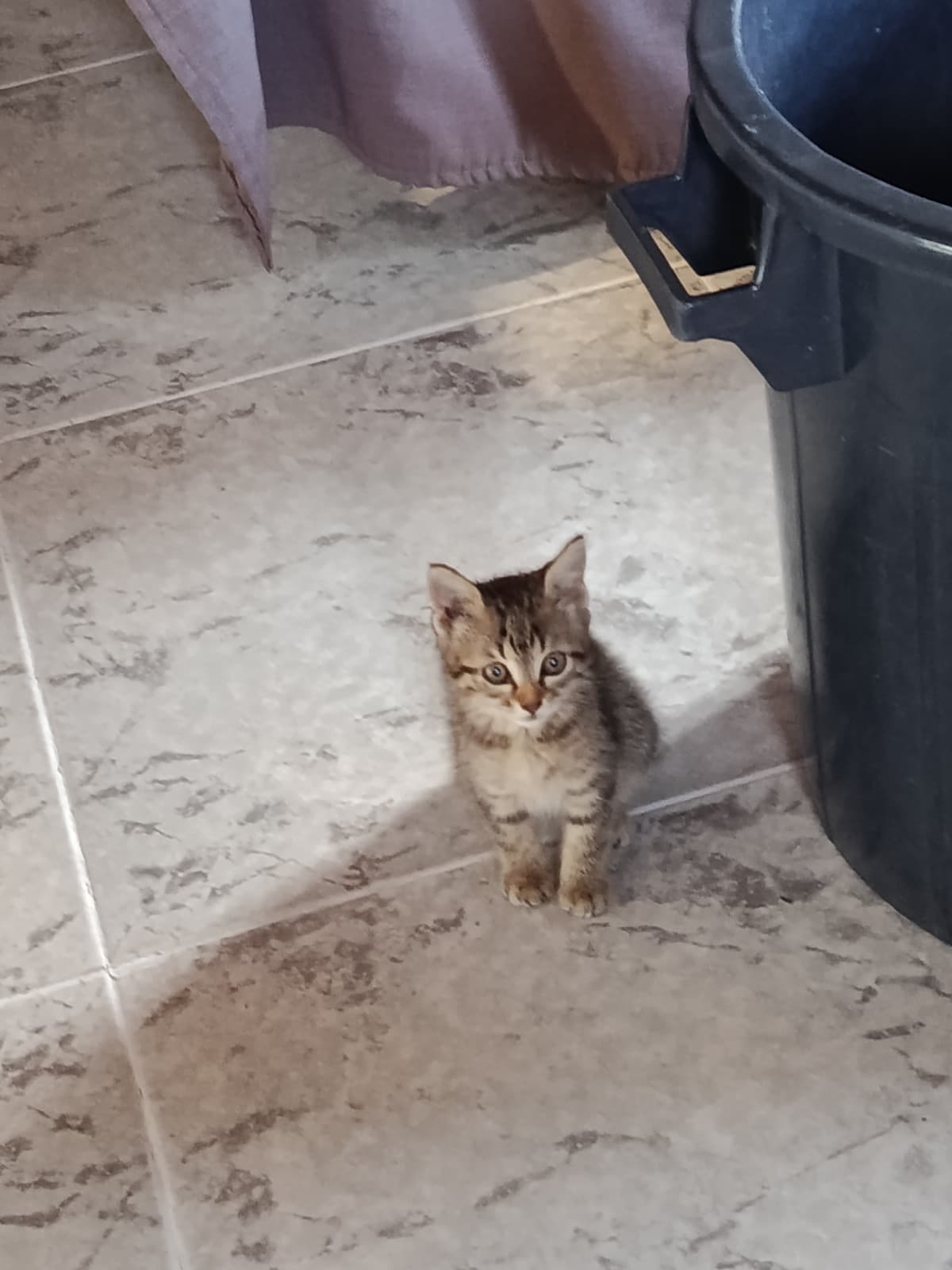 primo approccio del mimi miao alla music