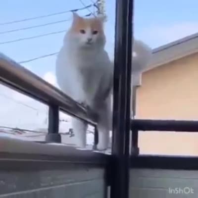 Gatto monorotaia