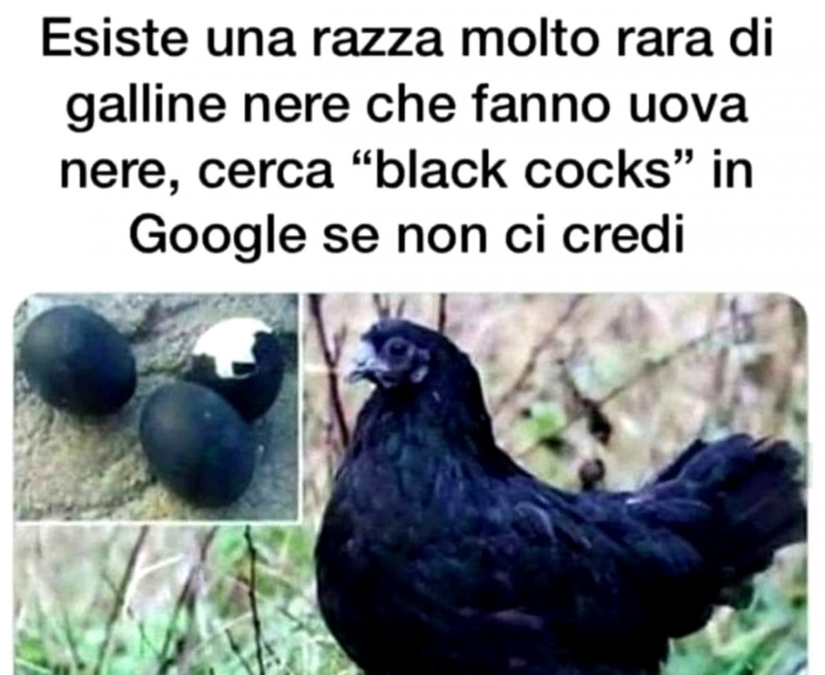 Anche io voglio una gallina mistica