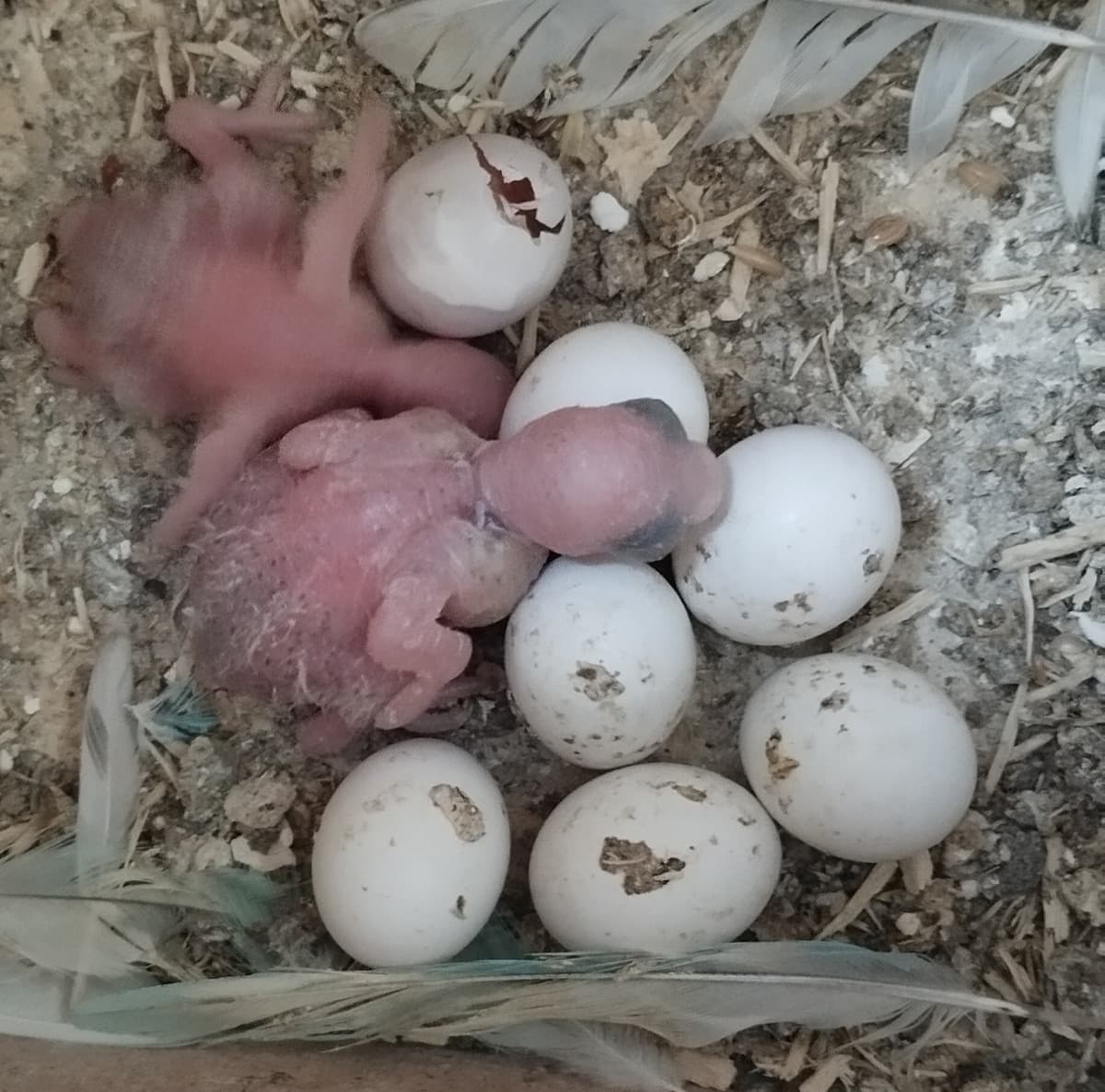 Okay tralasciando lo sporco, sta nascendo il fratellino biologico di Cosimo