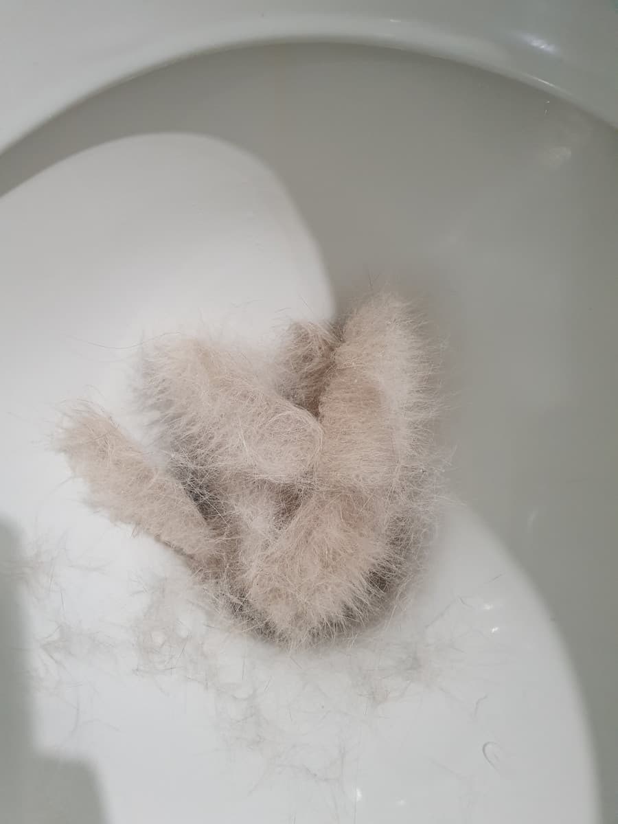 Ho appena spazzolato il gatto. Con tutto questo pelo posso farci una coperta ancora un po?