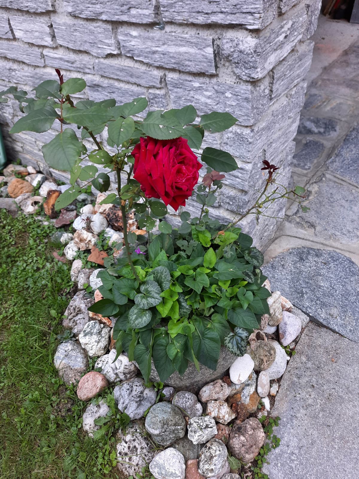 sono salito in valle a prendere 3 cestelli d'acqua e scendendo sono passato dalla nonna. che bella rosa