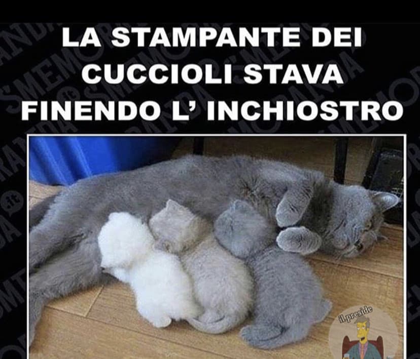 con i miei gatti è successo AHAHA