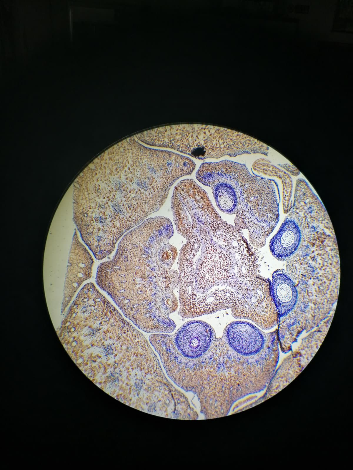 Oggi a biologia vegetale abbiamo guardato vetrini al microscopio, eccone alcuni UwU