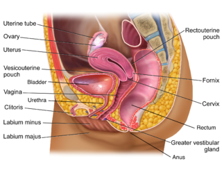 Potrei star dicendo una stronzata, ma vista la forma della vagina un pene curvo verso l'altro dovrebbe essere piú comodo di uno dritto 🤔