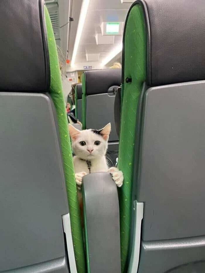 Buon viaggio anche a te gattino 