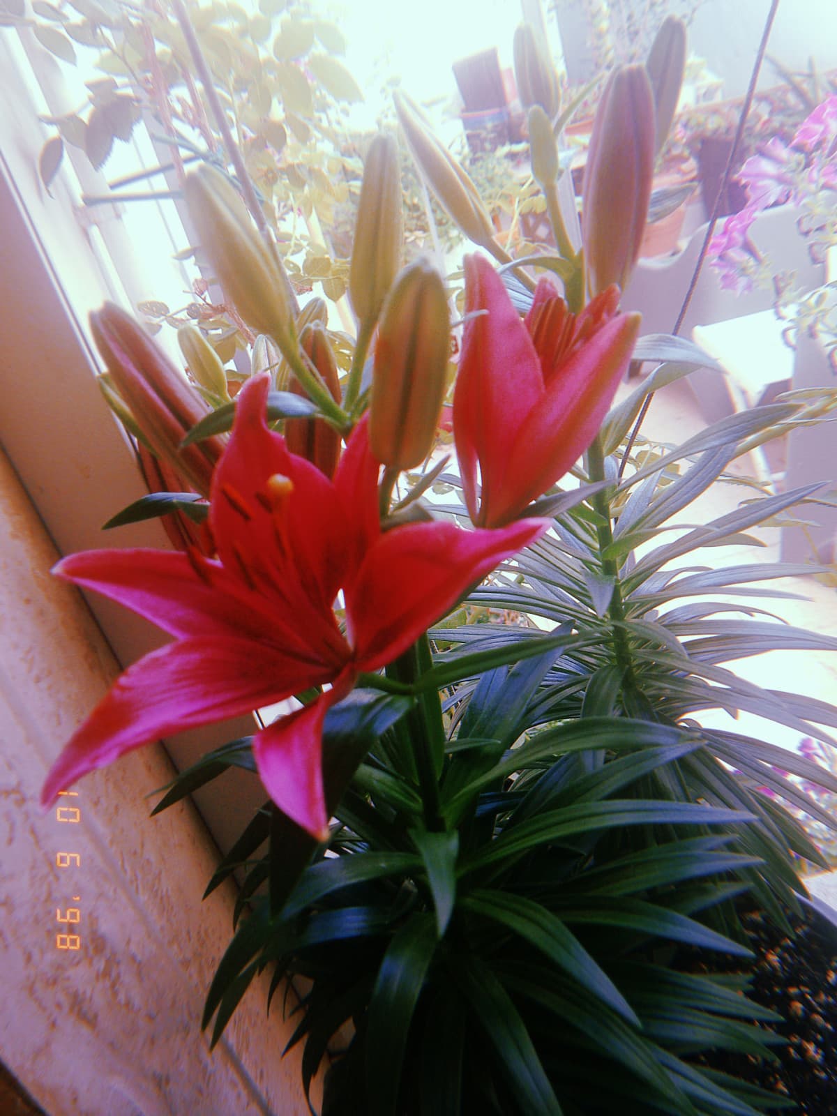 Lilium 