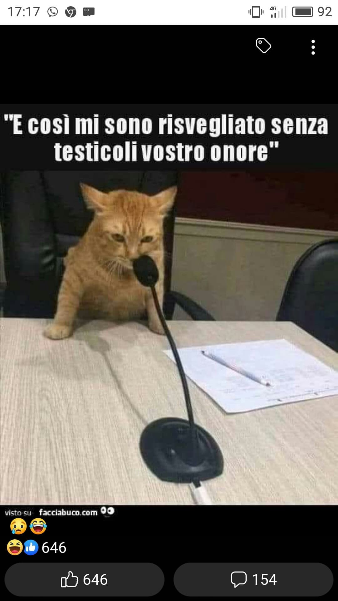 il mio gatto 