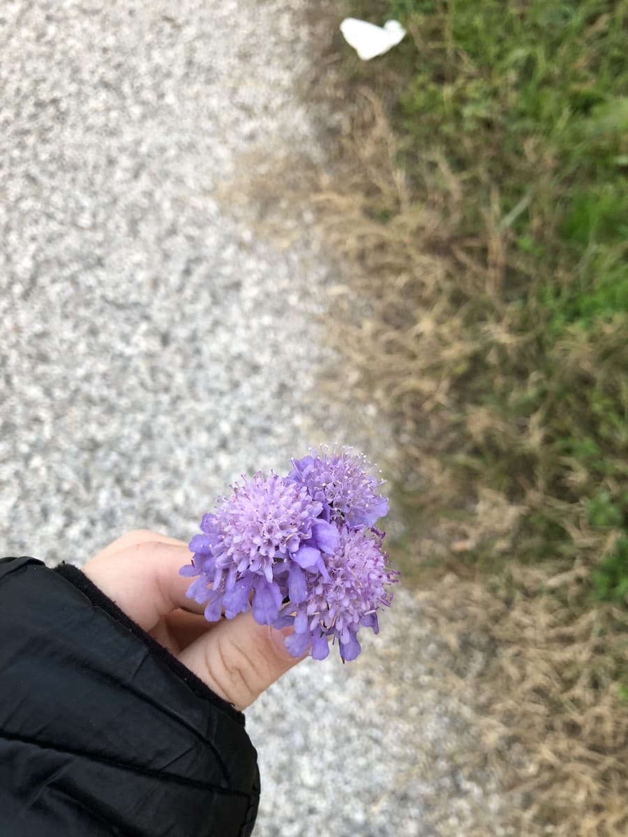 fiori lilla per i miei amici insegretini