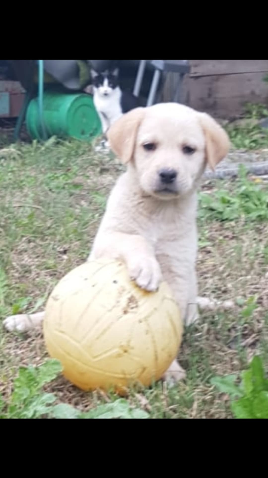 ?