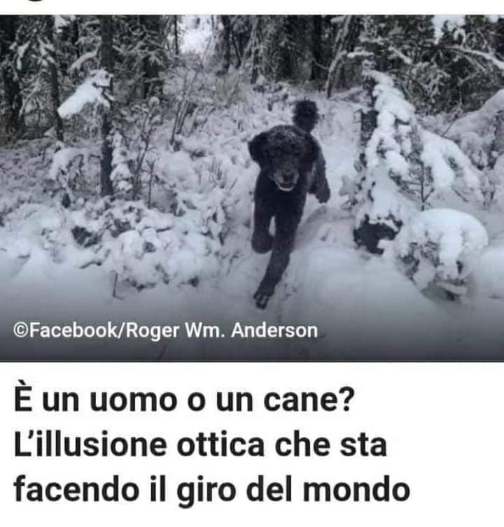 Ovvio che è un cane ????