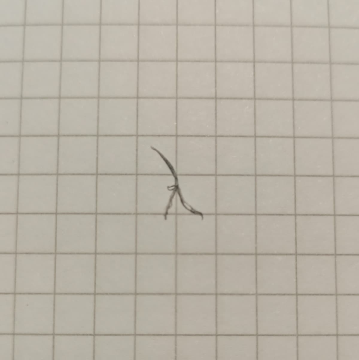 Questo truciolo di gomma è uscito a forma di lambda (λ) PERFETTA