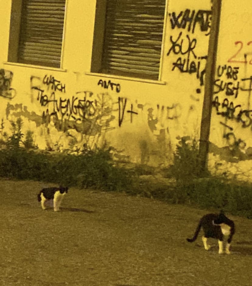 incanniamoci andiamo al mc e poi passeggiata romantica