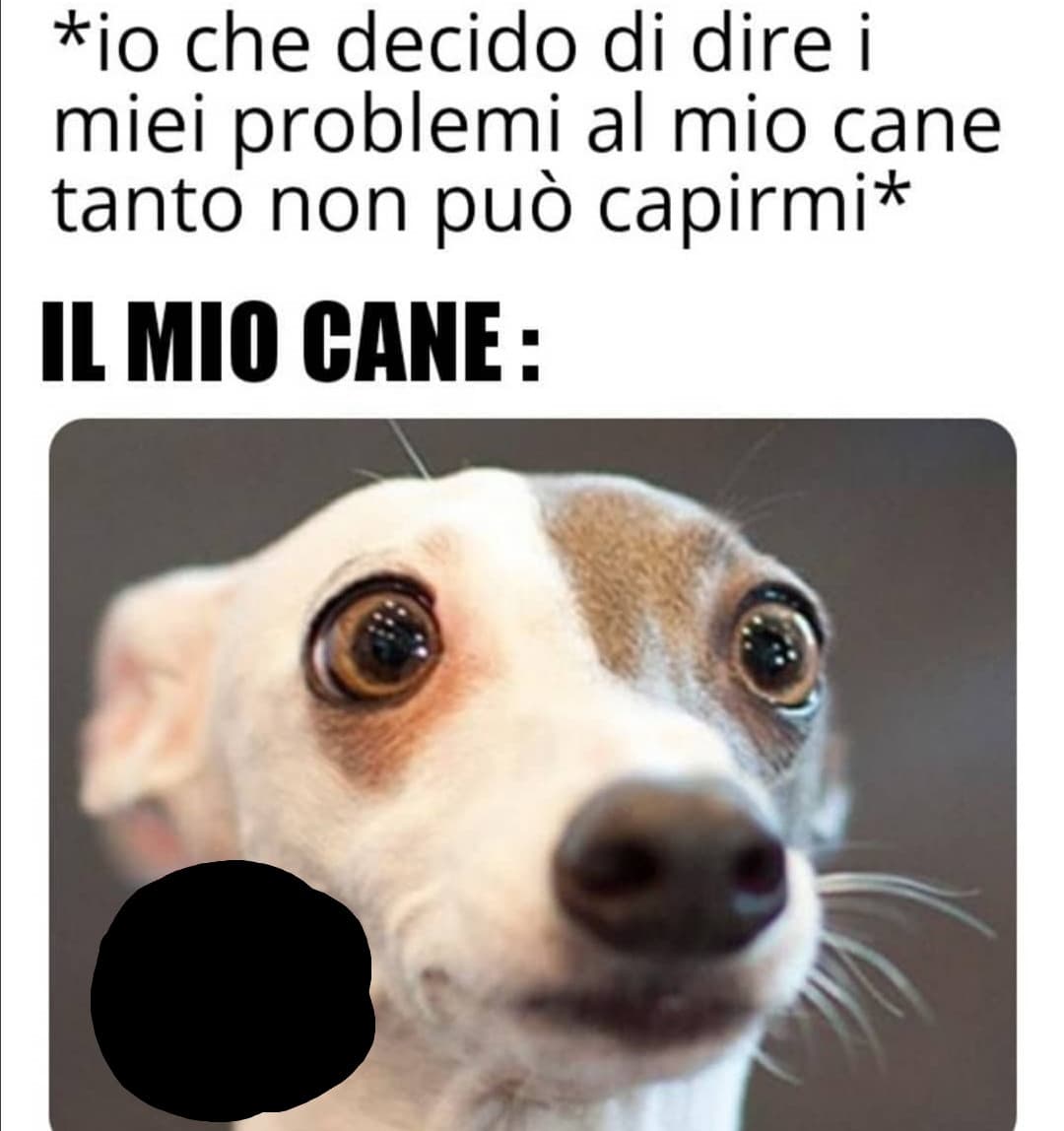 E così pure il tuo cane finisce in terapia...ahahhah