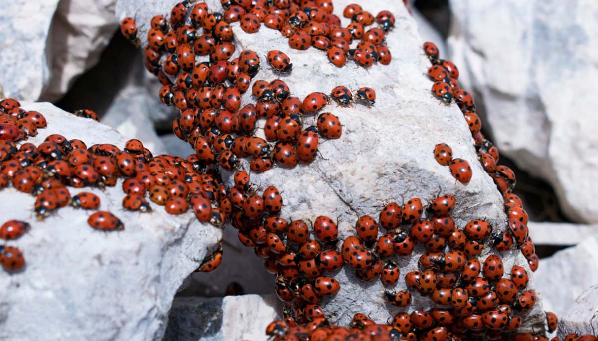 Quanto superficiali noi uomini. Una coccinella è un insetto come tutti gli altri, ha solo un vestito più bello. Senza quello è orrenda. Eppure è il