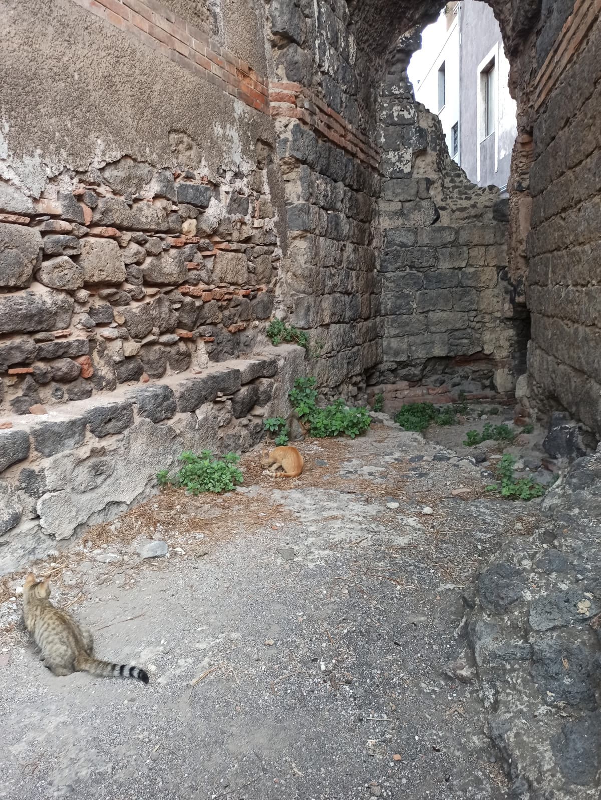 Lo confesso: ho voluto visitare il teatro Greco-Romano solo per i gatti