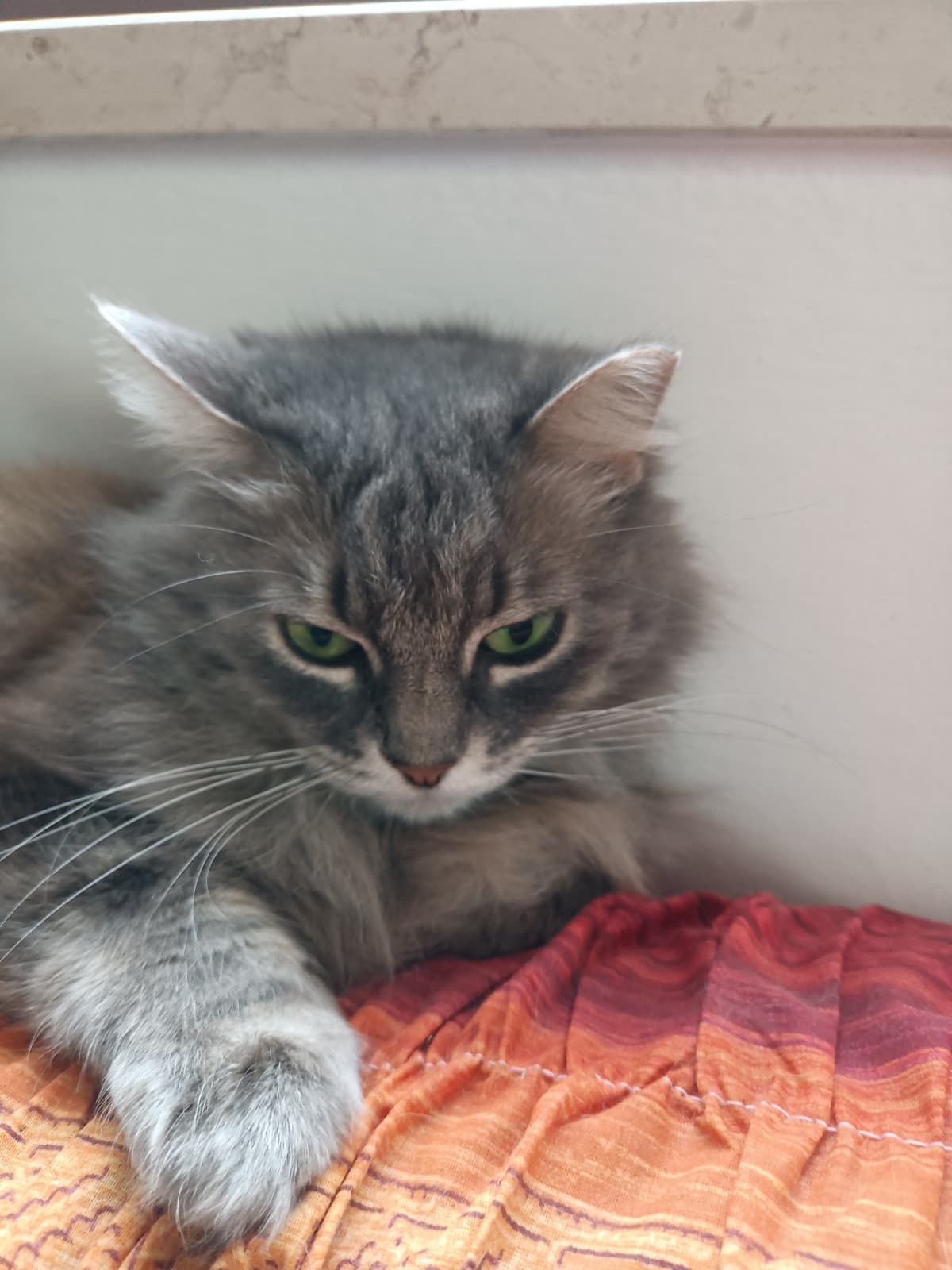 Fate gli auguri a Stella, è il suo settimo compleanno