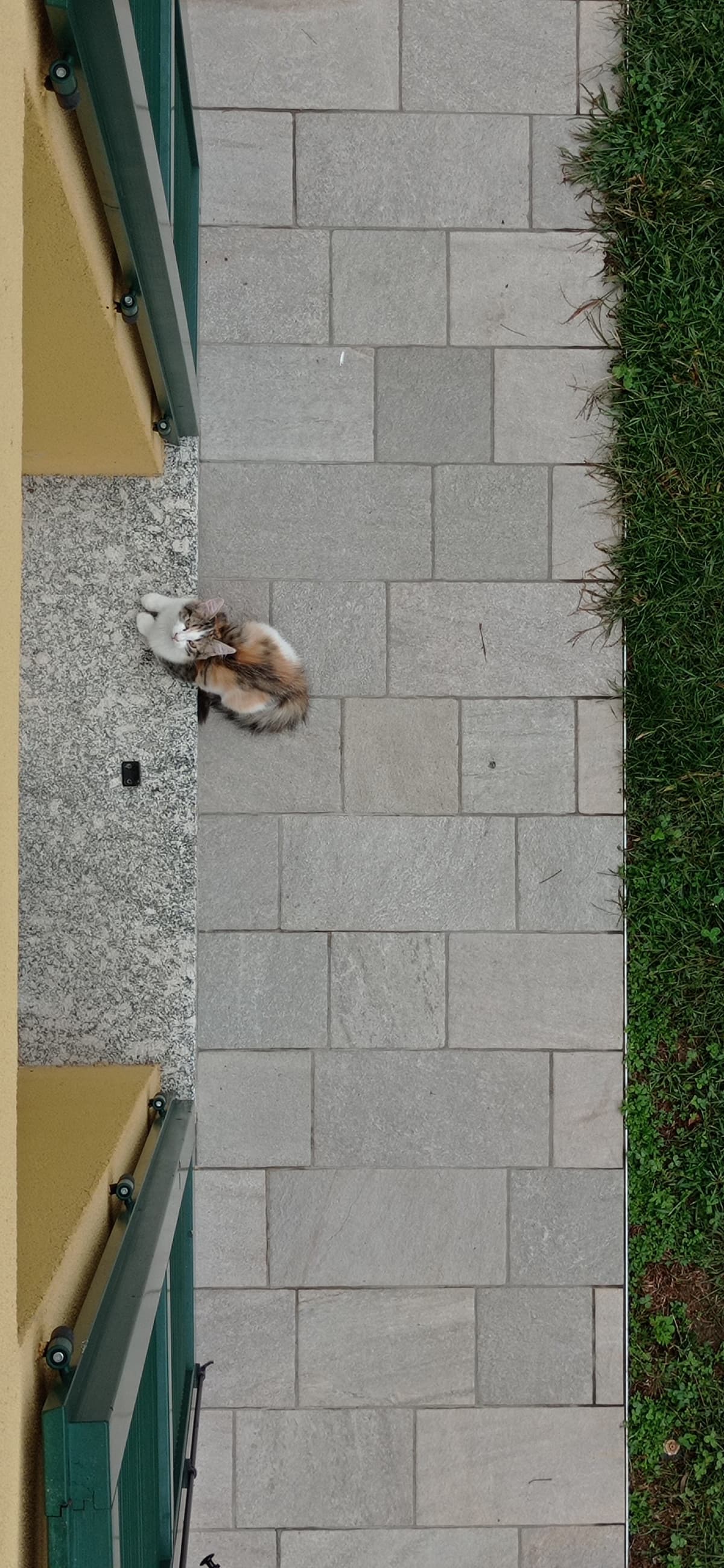 gatita