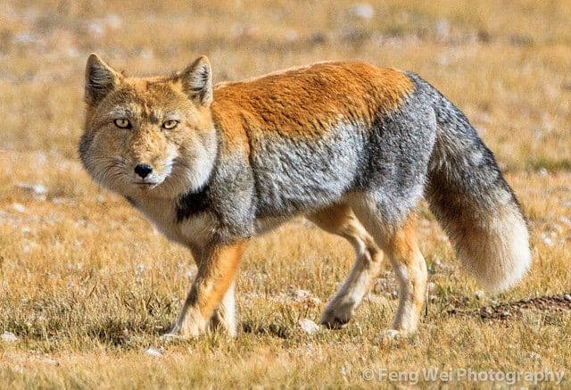 Io adoro gli animali (tranne insetti e aracnidi) però la volpe tibetana è troppo brutta, guardate che muso squadrato?