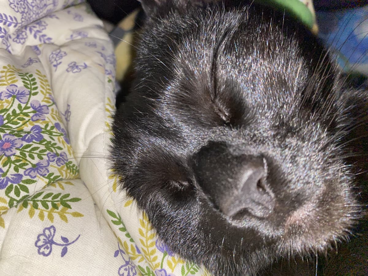 Che cucciolotto